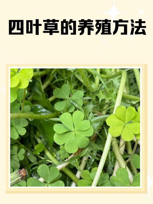 四叶草放卧室怎么样?了解四叶草在卧室的养护要点