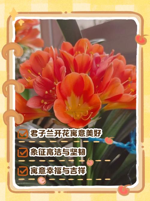 君子兰能否送人？花语寓意及相关说法全解析