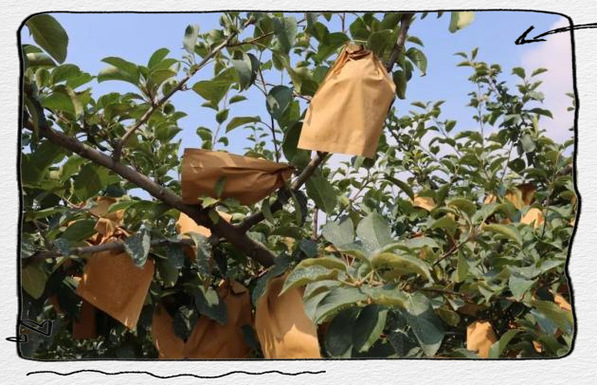 梨树卡点撤销时间及梨树种植防治、套袋技术相关介绍